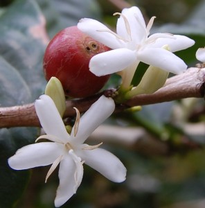 coffee tree © Photo by Lilibeth Serrano, USFWS.