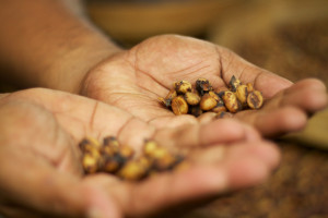 Kopi Luwak Coffee