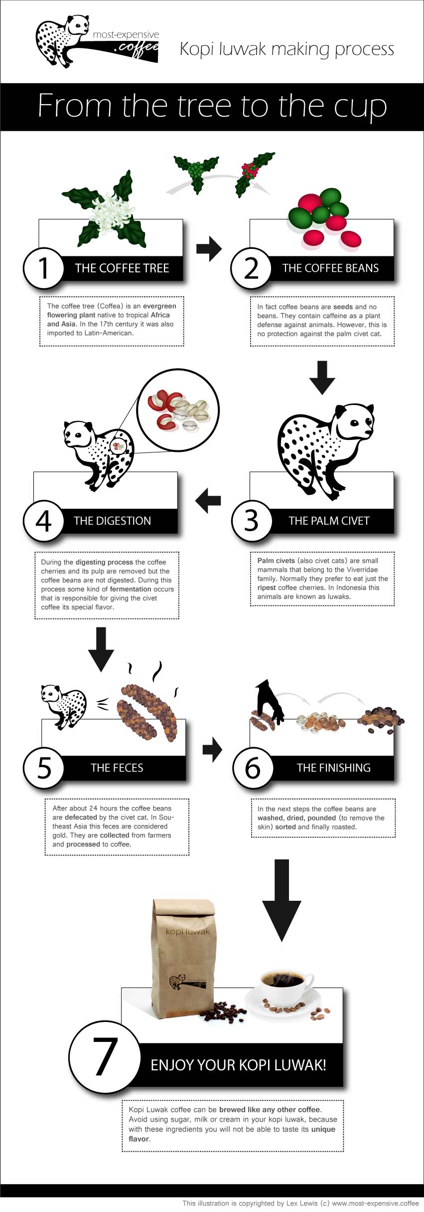 The Kopi Luwak Coffee Making Process From The Tree To The Cup The