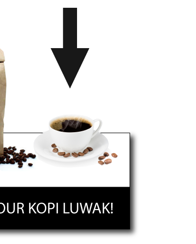 kopi luwak production step 7 - the most expensive coffee in the world