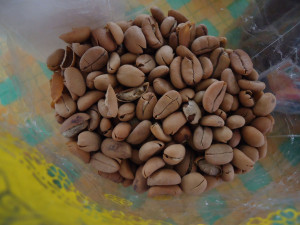 Processing of Kopi Luwak Coffee Beans